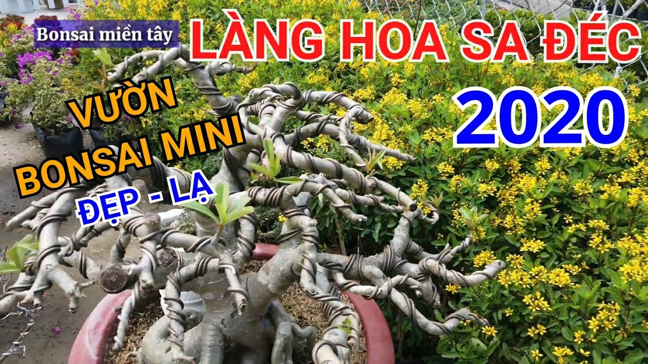 LÀNG HOA SA ĐÉC 2020: BONSAI MINI đẹp độc đáo | Bonsai miền tây