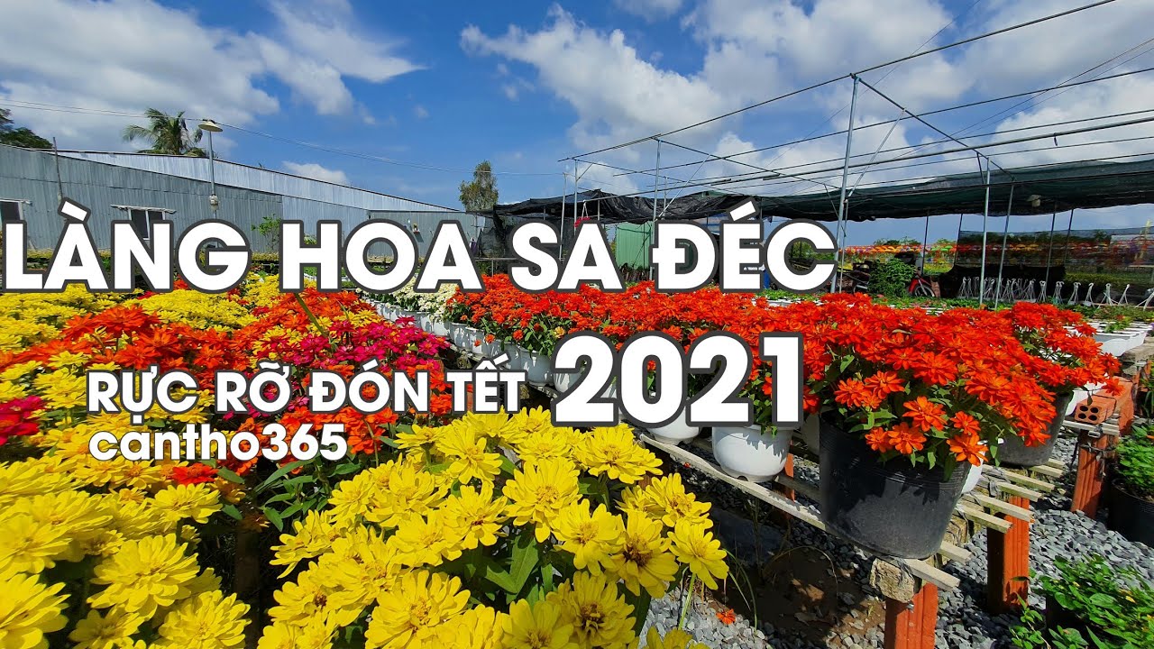 LÀNG HOA SA ĐÉC 2021: chuẩn bị hoa tết 2021 khoe sắc rực rỡ miền tây - can tho 365