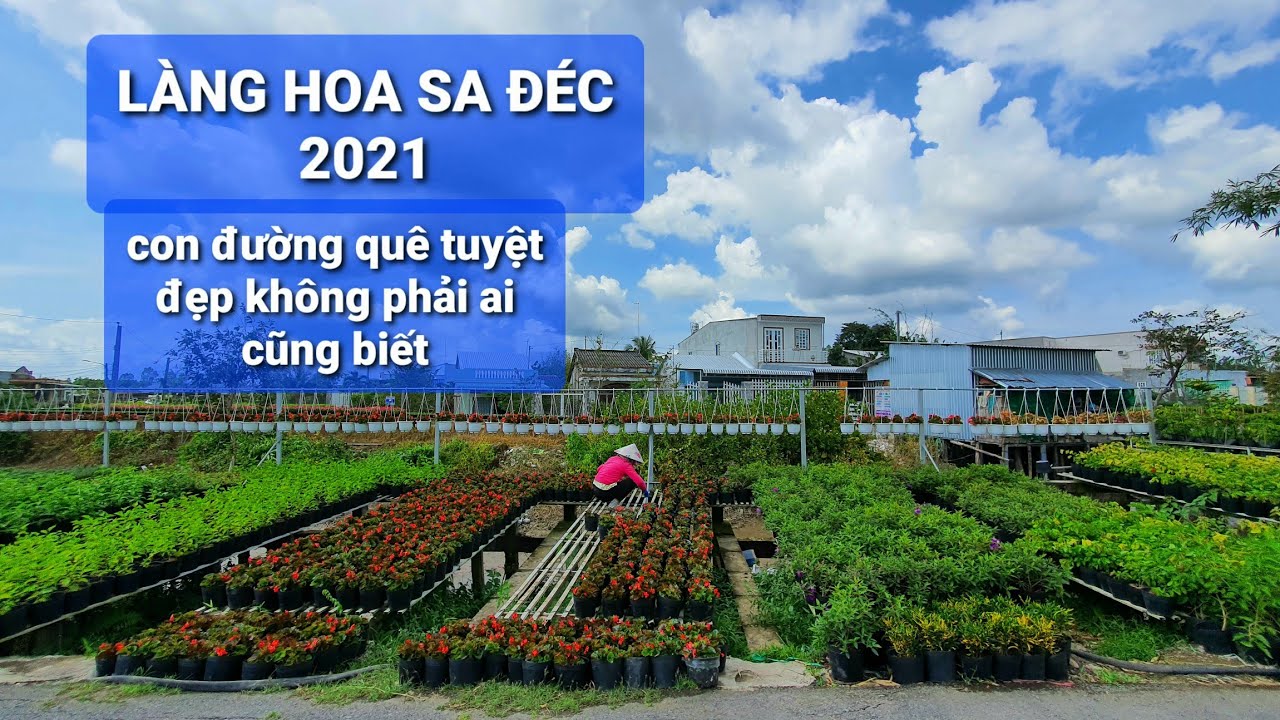 LÀNG HOA SA ĐÉC 2021: khám phá con đường quê tuyệt đẹp với nhiều hoa tết không phải ai cũng biết