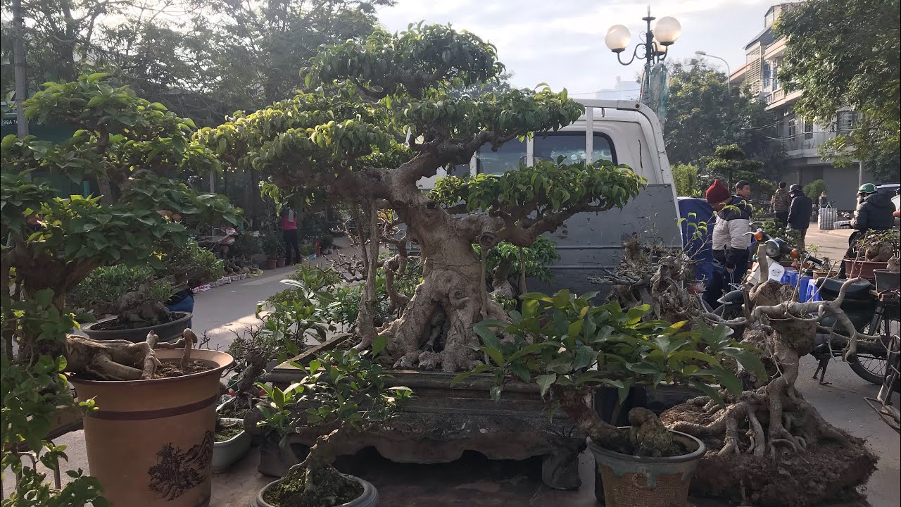 LÂU LẮM MỚI GẶP LẠI ANH CHƯƠNG LÊN CHỢ - BÁO GIÁ NHIỀU BONSAI ĐẸP CÓ MẶT TẠI VẠN PHÚC SÁNG NAY