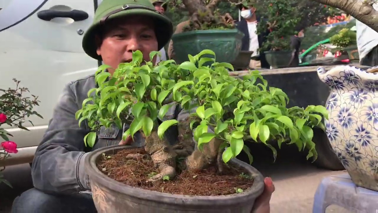 LẤY VỢ ĐẸP NHƯ ANH CÔNG VẬT LẮM CÁC BÁC NHÁ - CHỢ BONSAI VẠN PHÚC PHIÊN THÁNG THIẾU - BONSAI GIÁ RẺ