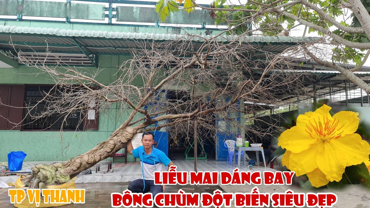 LIỄU MAI RIN DÁNG BAY siêu đẹp đón xuân 2021 giá mềm xèo 0939571999 ở Tp Vị Thanh