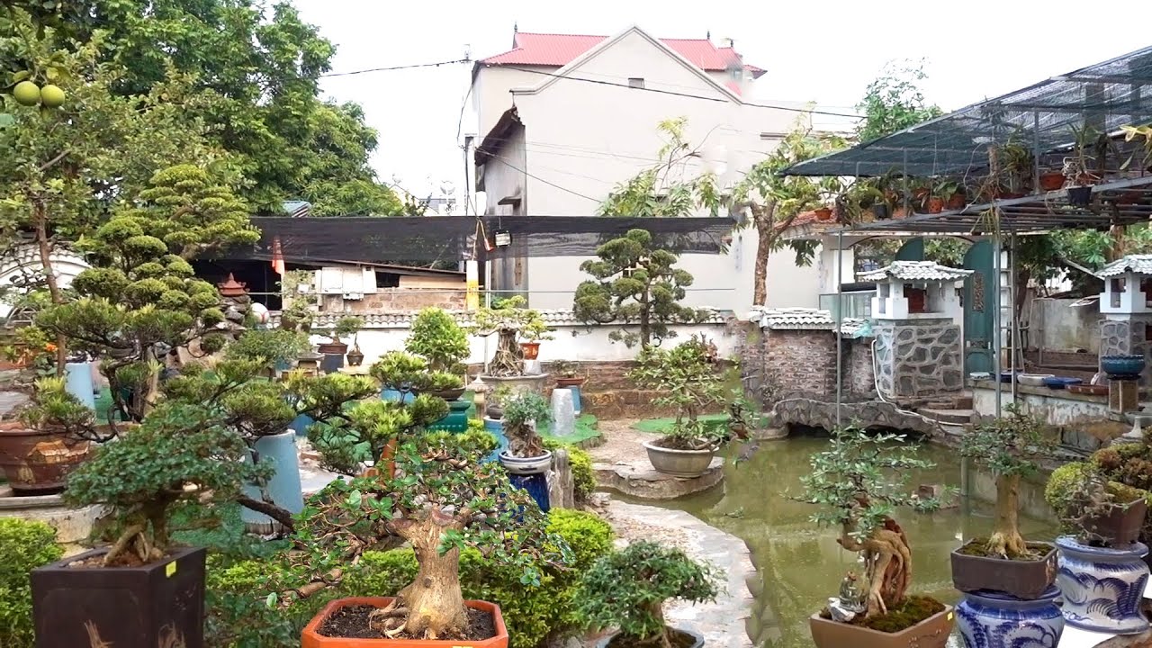 Lạc vào khu vườn nhiều cây nét căng, giá tiền vừa phải - Price of bonsai tree in the garden