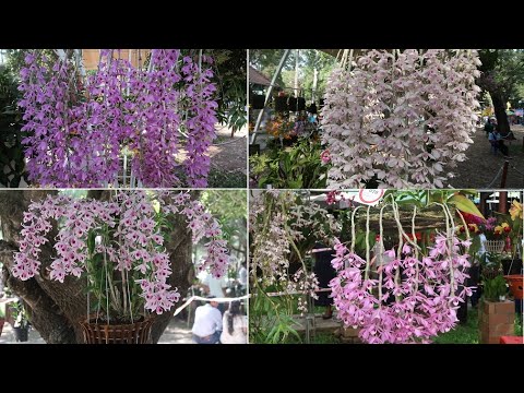 Lan Giả Hạc Vẻ Đẹp Tuyệt Trần - Dendrobium Anosmum