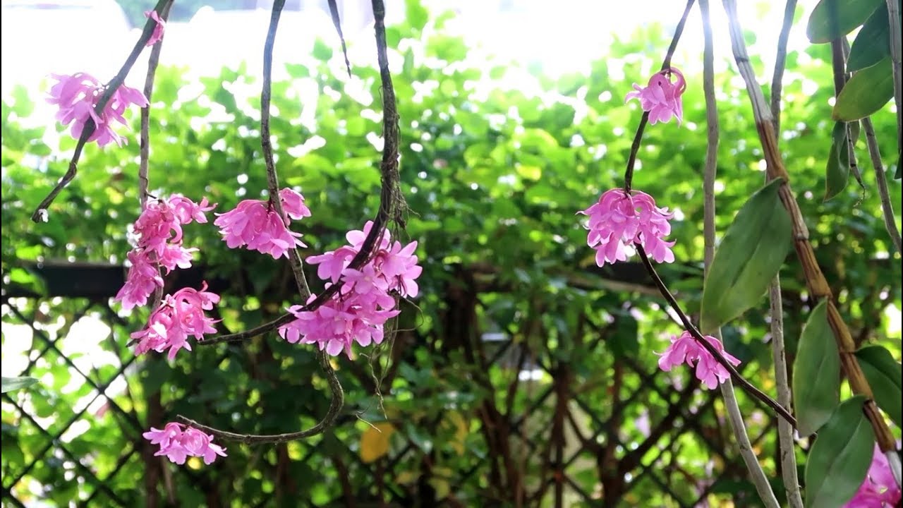 Lan Hoàng Thảo Hoa Cong