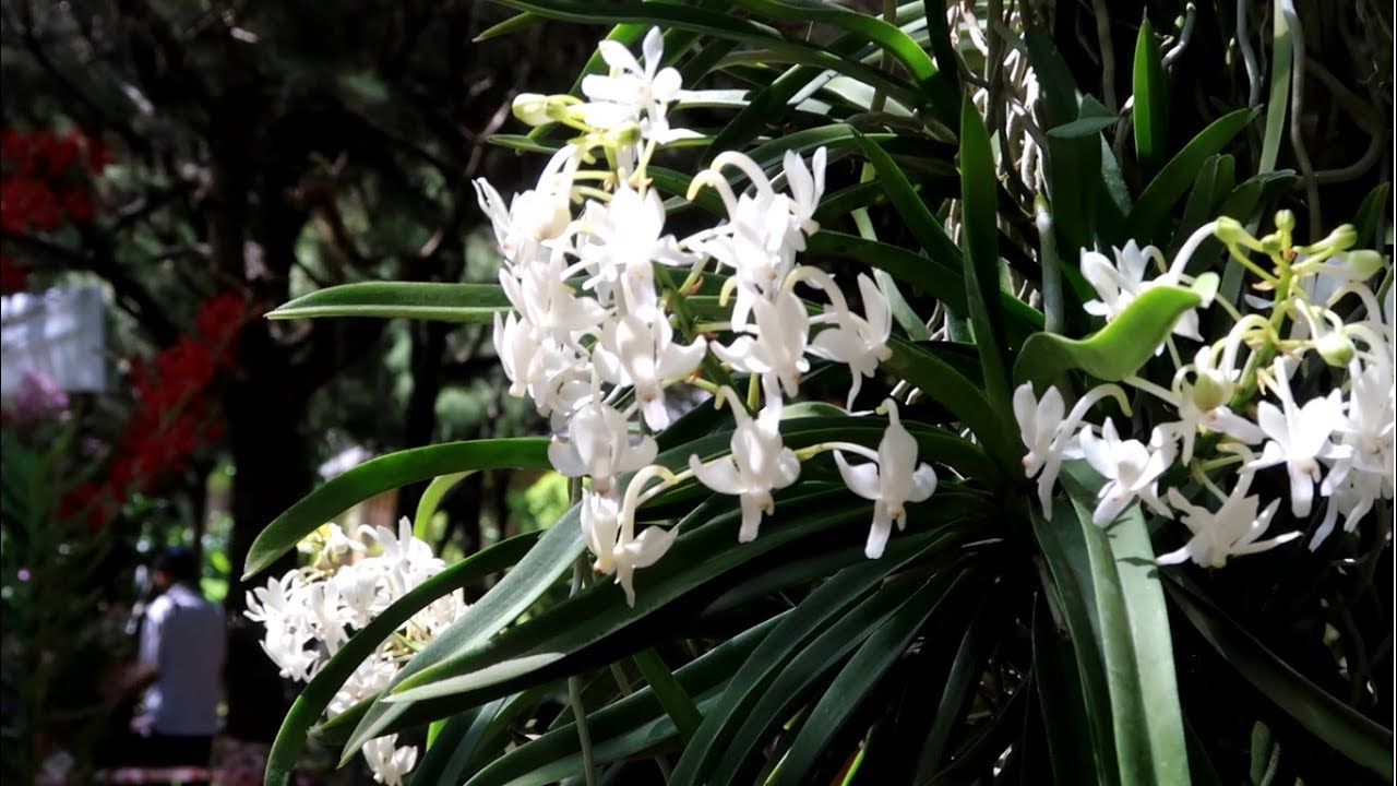 Lan Samurai, Neo Nhật - Vanda falcata