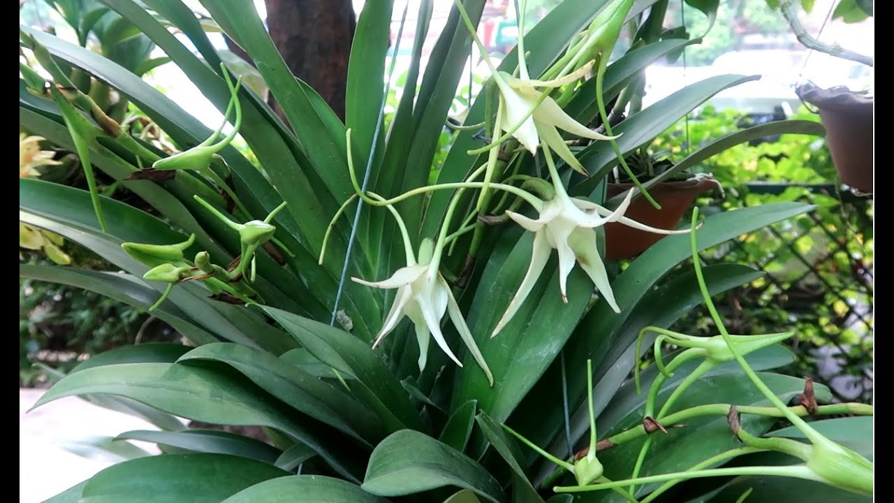 Lan Sao Biển Angraecum