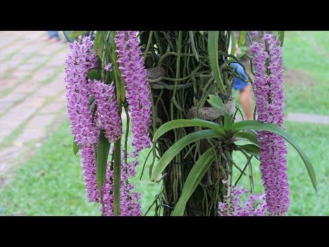 Lan sóc hồng - Rhynchostylis Retusa