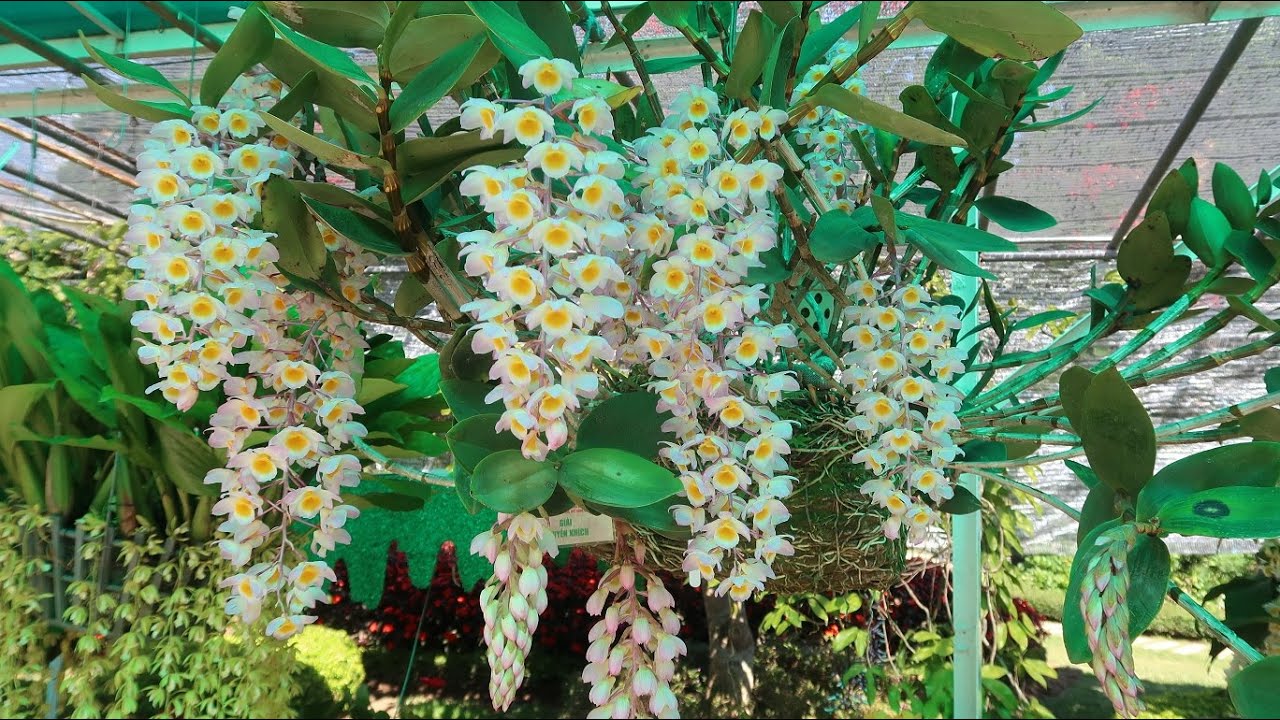 Lan thủy tiên - Thủy tiên tím – Dendrobium amabile