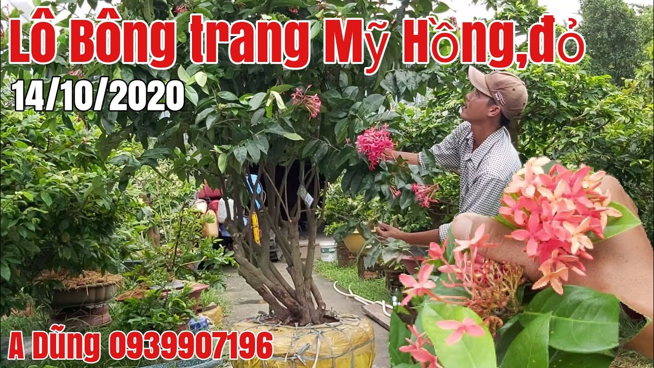 Lô Bông trang Mỹ Hồng, đỏ gặp A Dũng 0939907196 giá hữu nghị