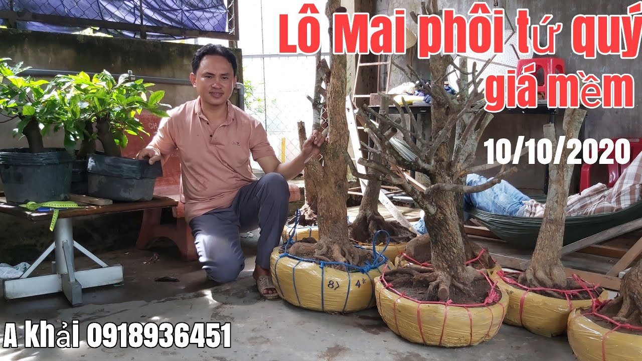 Lô Mai Tứ quý giá mềm và lô mai thành phẩm giá 1tr200 3cây gặp A khải 0918936451