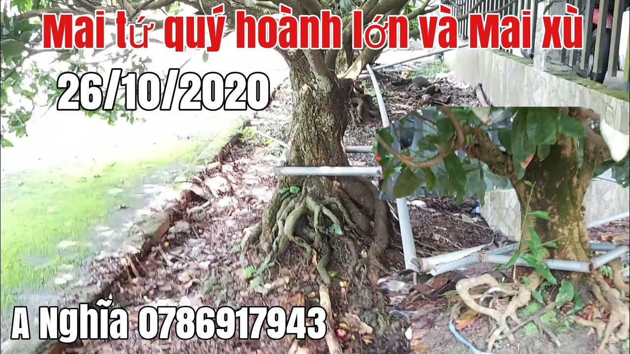 Lô Mai Tứ quý và Mai xù thành phẩm gặp A Nghĩa 0786917943