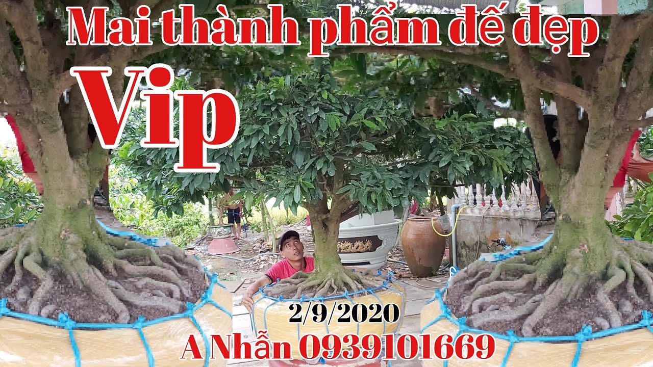 Lô Mai đế siêu đẹp chào xuân 2021 gặp A Nhẫn 0939101669 xã 3sao huyện Cao Lãnh Đồng Tháp