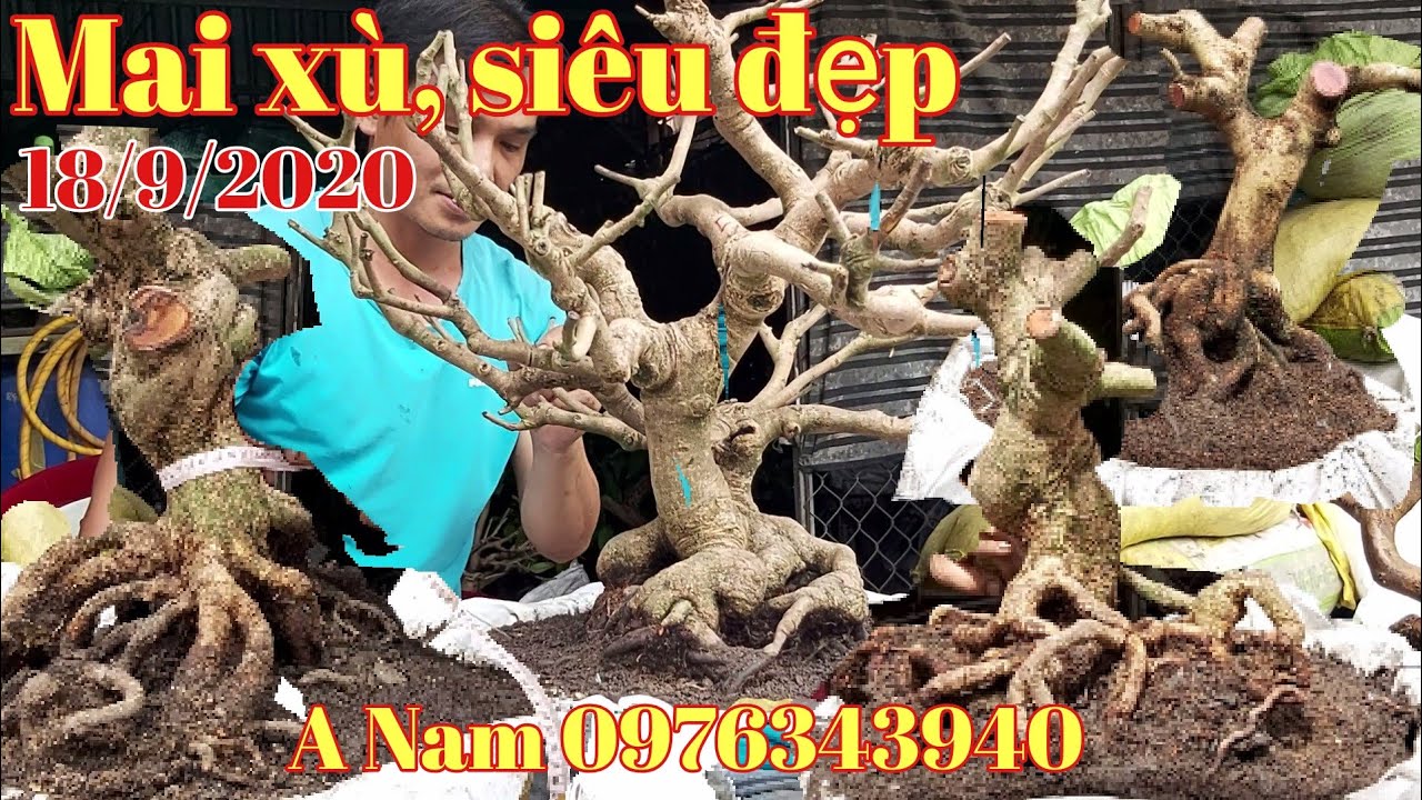 Lô Mai phôi dáng quái đế đẹp xù gặp A Nam 0976343940 Xã Bình Thủy huyện Châu Phú AG