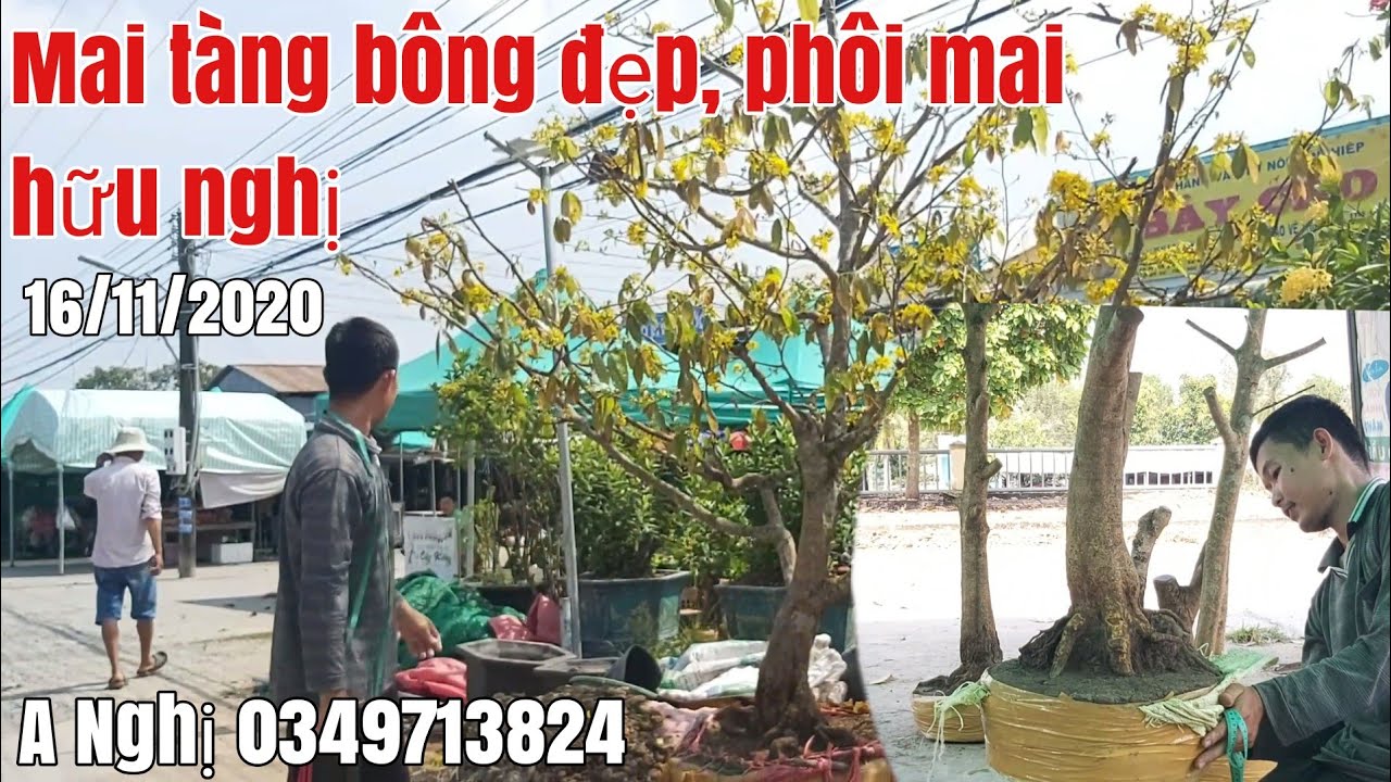 Lô Mai phôi đế đẹp đều gặp A Nghị 0349713824 sóc Trăng