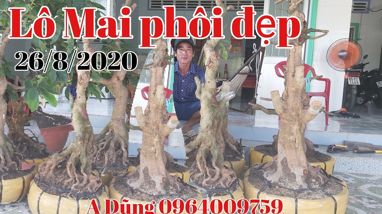 Lô Mai phôi đế đẹp gặp A Dũng 0964009759 Lấp vò Đồng Tháp