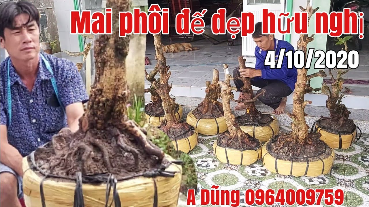 Lô Mai phôi đế đẹp giá hữu nghị gặp A Dũng 0964009759 lấp vò Đồng Tháp