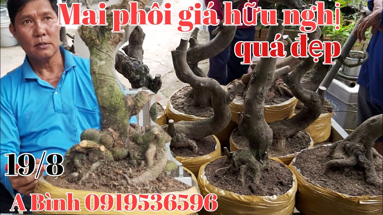 Lô Mai phôi đế đẹp giá mềm gặp A Bình 0919536596 quận Thốt Nốt TP Cần Thơ ngày 19/8.