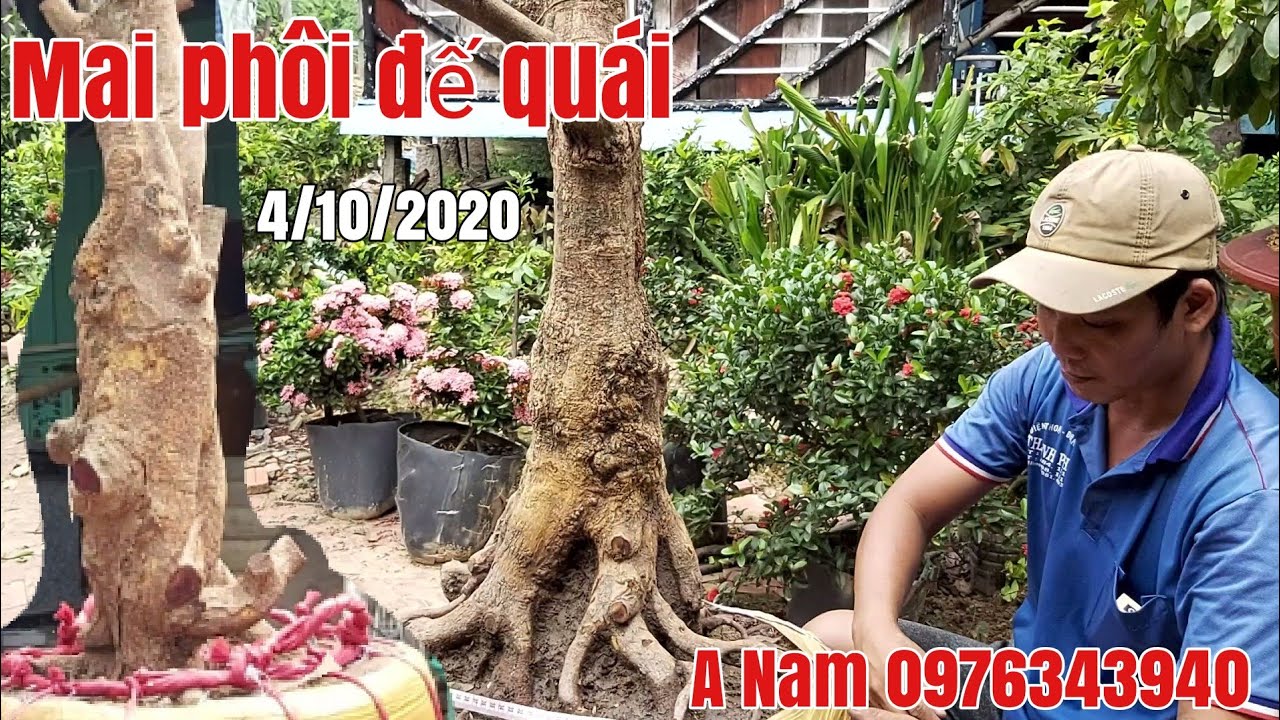 Lô Mai phôi giá hợp lý đẹp gặp A Nam 0976343940 Châu Phú AG