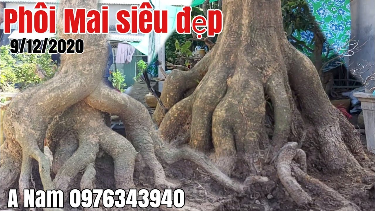 Lô Mai phôi siêu đế đẹp giá hữu nghị gặp A Nam 097634394O Châu Phú AG