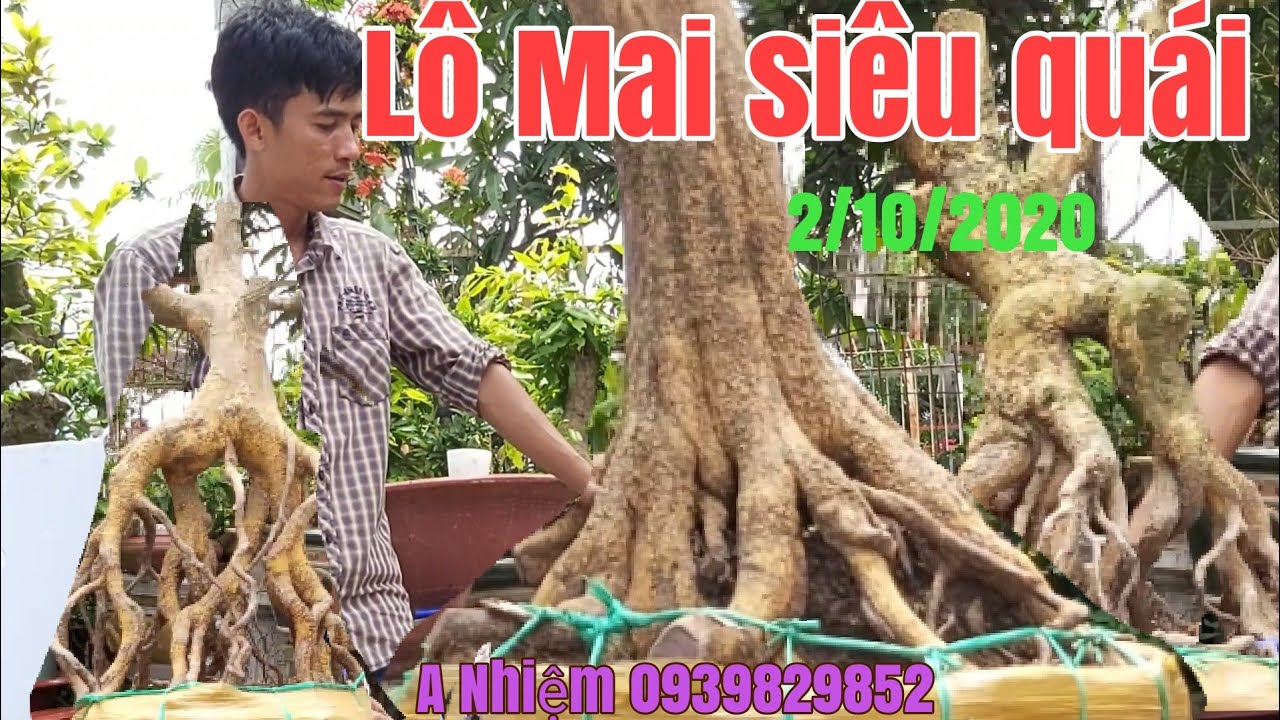 Lô Mai phôi siêu quái hấp dẫn gặp A Nhiệm 0939829852 TP Cần Thơ