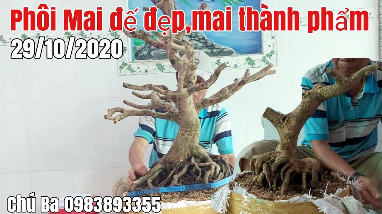 Lô Mai phôi, thành phẩm đế đẹp gặp chú Ba 0983893355