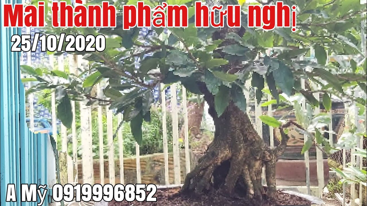 Lô Mai tàng bông đẹp thành phẩm gặp A Mỹ 0919996852 huyện Phú Tân AG.