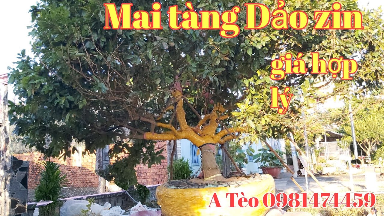 Lô Mai tàng đế đẹp dảo zin gặp A Tèo 0981474459 hay0907636934 huyện Lai vung Đồng Tháp