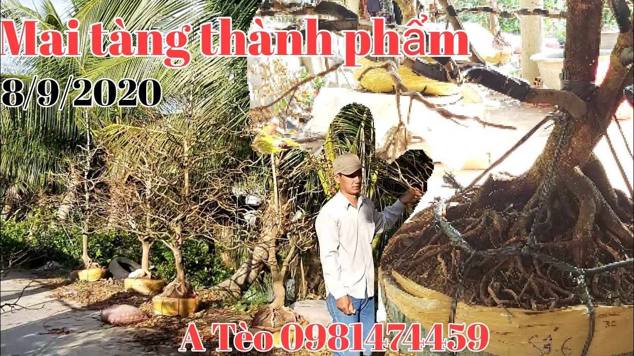 Lô Mai tàng một cốt tàng thông giá hữu nghị gặp A Tèo 0981474459 huyên Lai vung Đồng Tháp