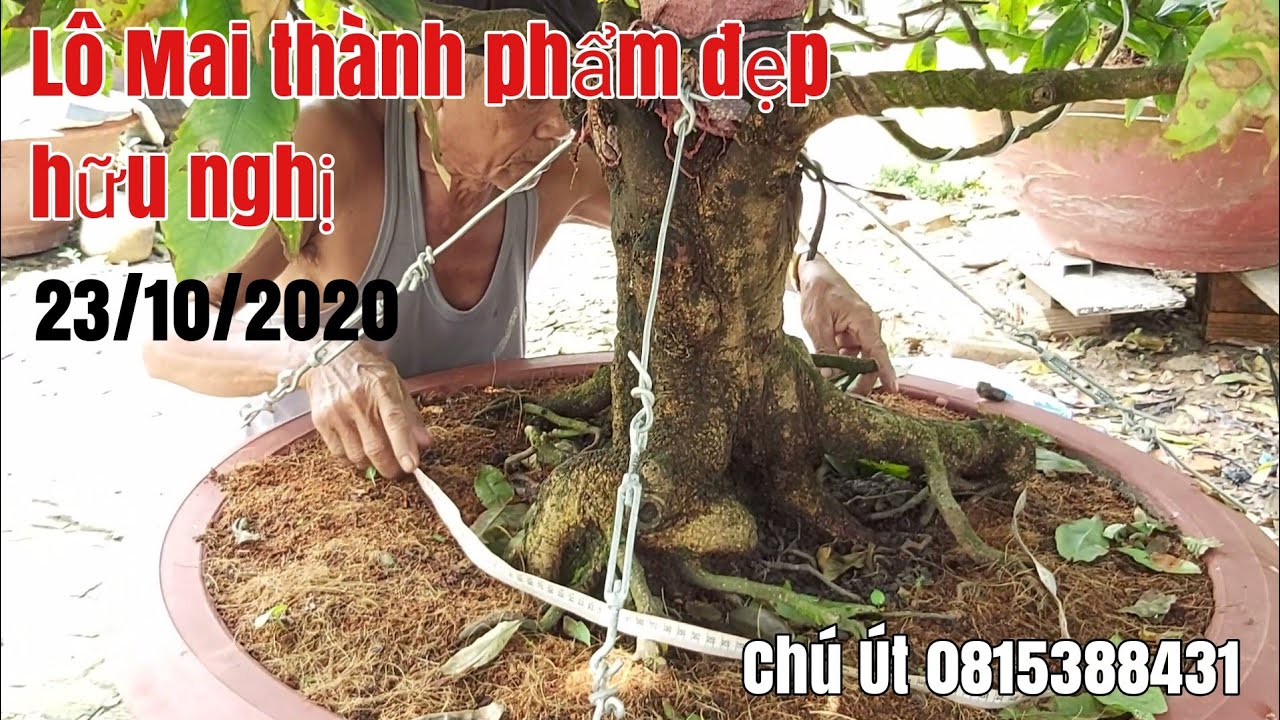 Lô Mai tàng thành phẩm đế đẹp giá hữu nghị gặp Chú út 0815388431