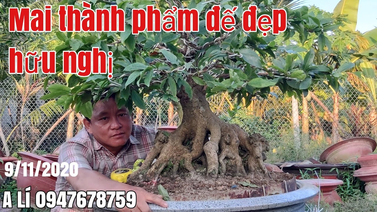 Lô Mai tàng thành phẩm đế lực hữu nghị gặp A Lý 0947678759 An Giang