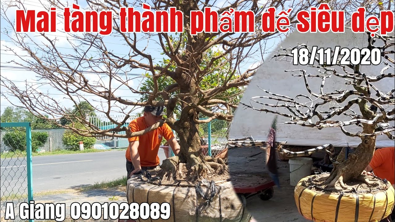 Lô Mai tàng thành phẩm đế siêu đẹp gặp A Giang 0901028089 Lai vung Đồng Tháp