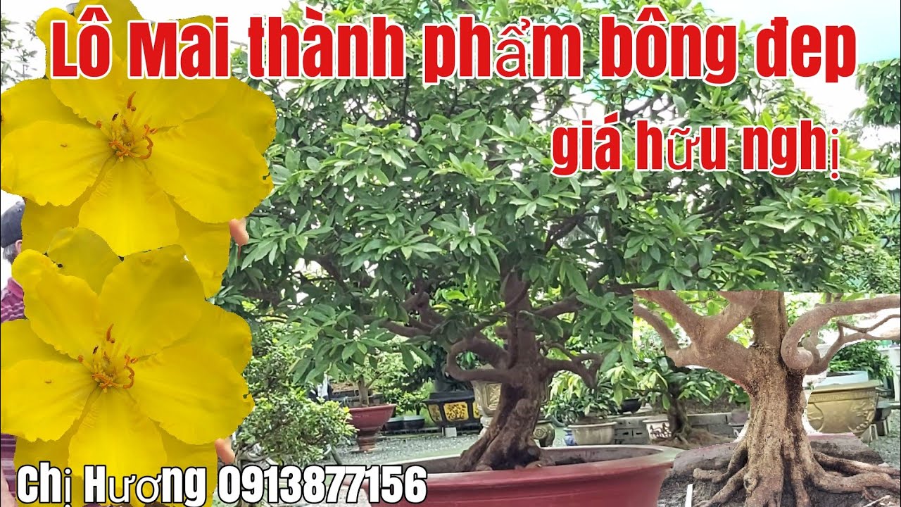 Lô Mai tàng thành phẩm giá hữu nghị bông đẹp gặp Chị Hương 0913877156