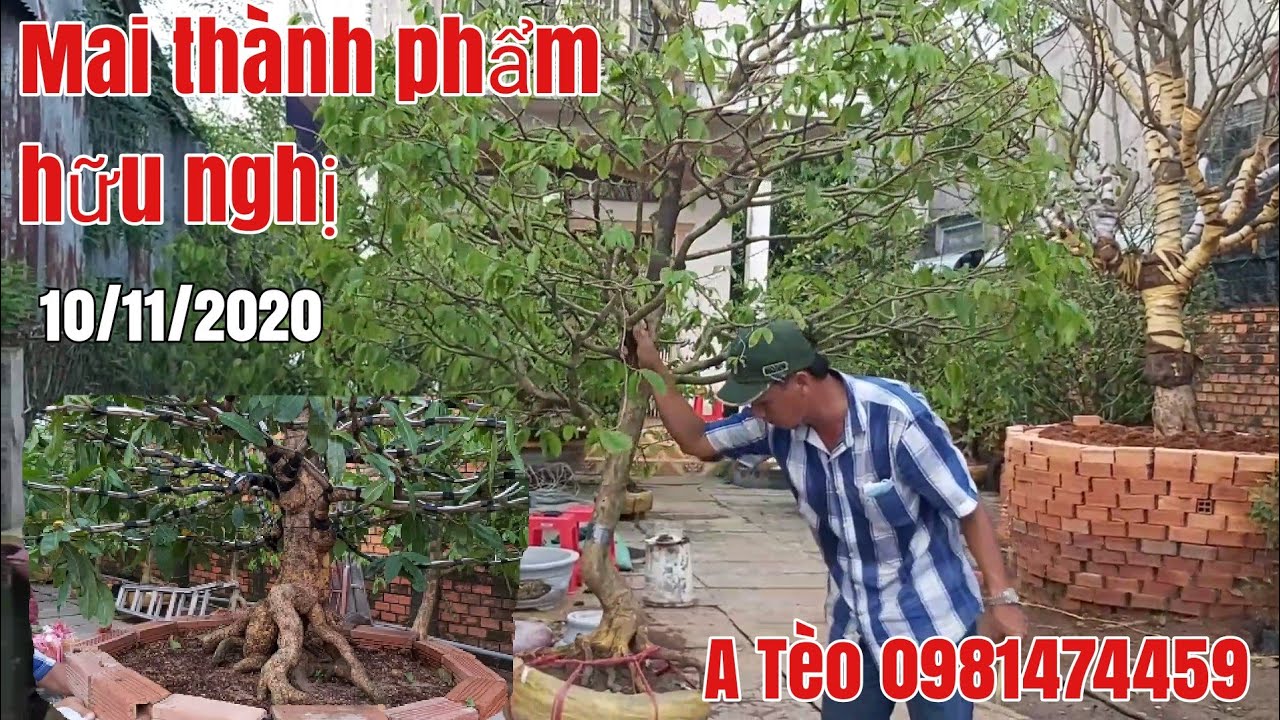 Lô Mai tàng thành phẩm giá hữu nghị gặp A Tèo 0981474459 hoặc 0907636934 và 0702923649