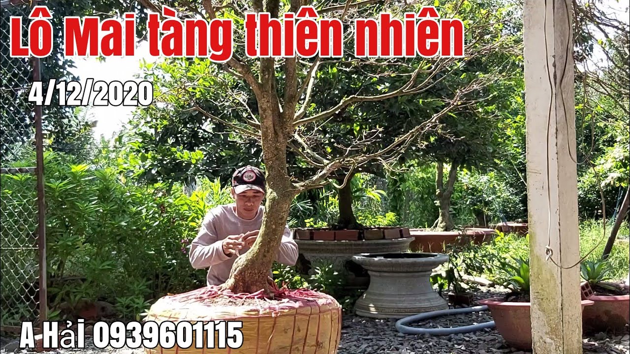 Lô Mai tàng thiên nhiên gặp A Hải 0939601115 Châu thành Hậu Giang