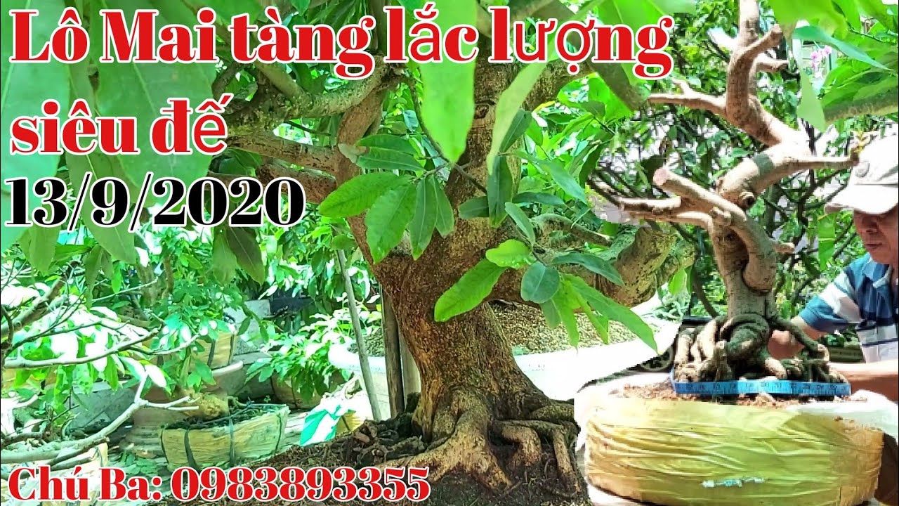 Lô Mai tàng và phôi siêu đế đẹp gặp chú 3: 0983893355 Châu Phú AG