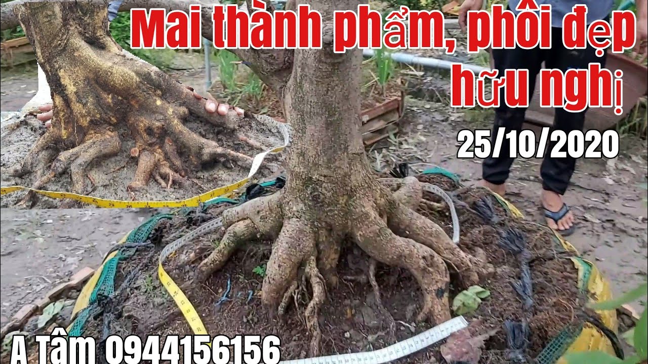 Lô Mai tàng,mai phôi một cốt đế đẹp gặp A Tâm 0944156156 Mỹ An Tháp Mười