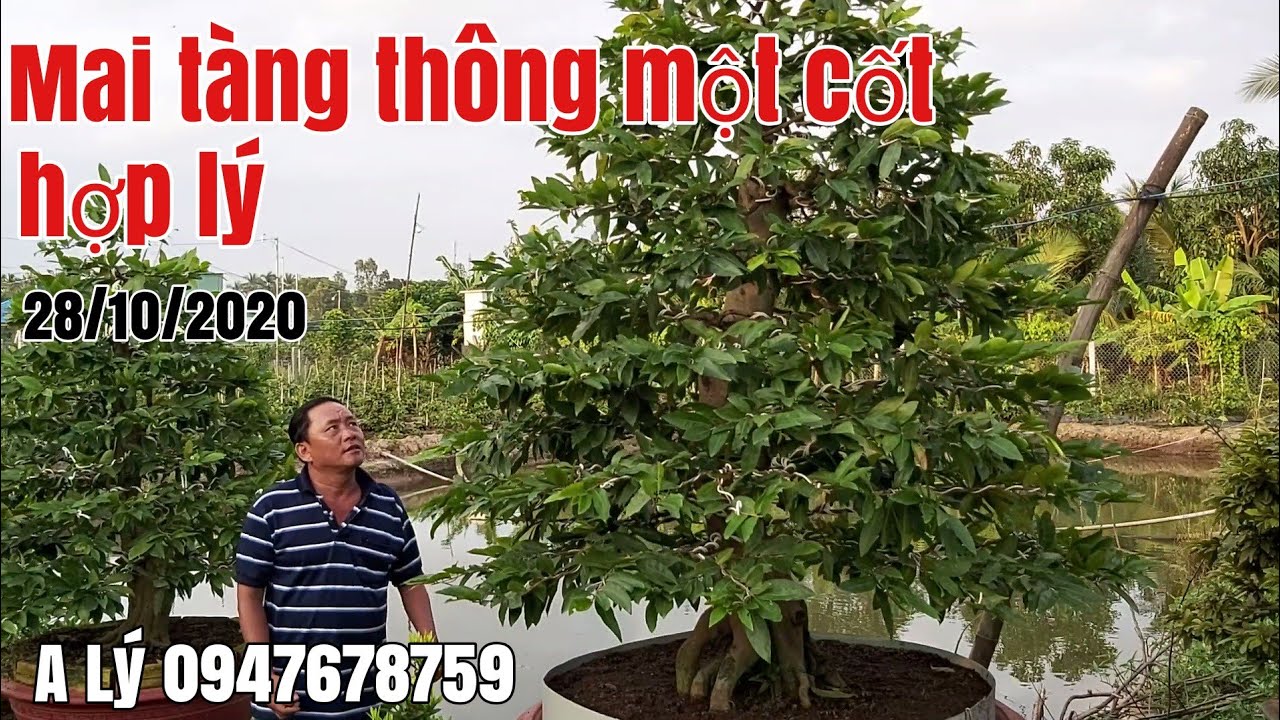 Lô Mai thành phẩm đế đẹp tàng thông một cốt gặp A Lý 0947678759 giá hữu nghị