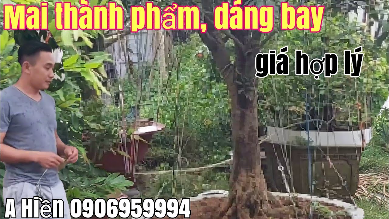 Lô Mai thành phẩm đế đẹp,dáng bay giá hữu nghị gặp A Hiền 0906959994  kinh Cùng Phụng Hiệp Hậu Giang