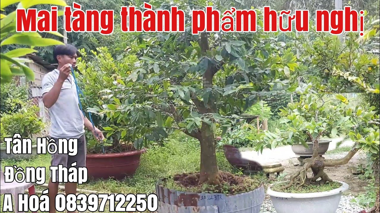 Lô Mai thành phẩm giá hữu nghị gặp A Hoá 0839712250