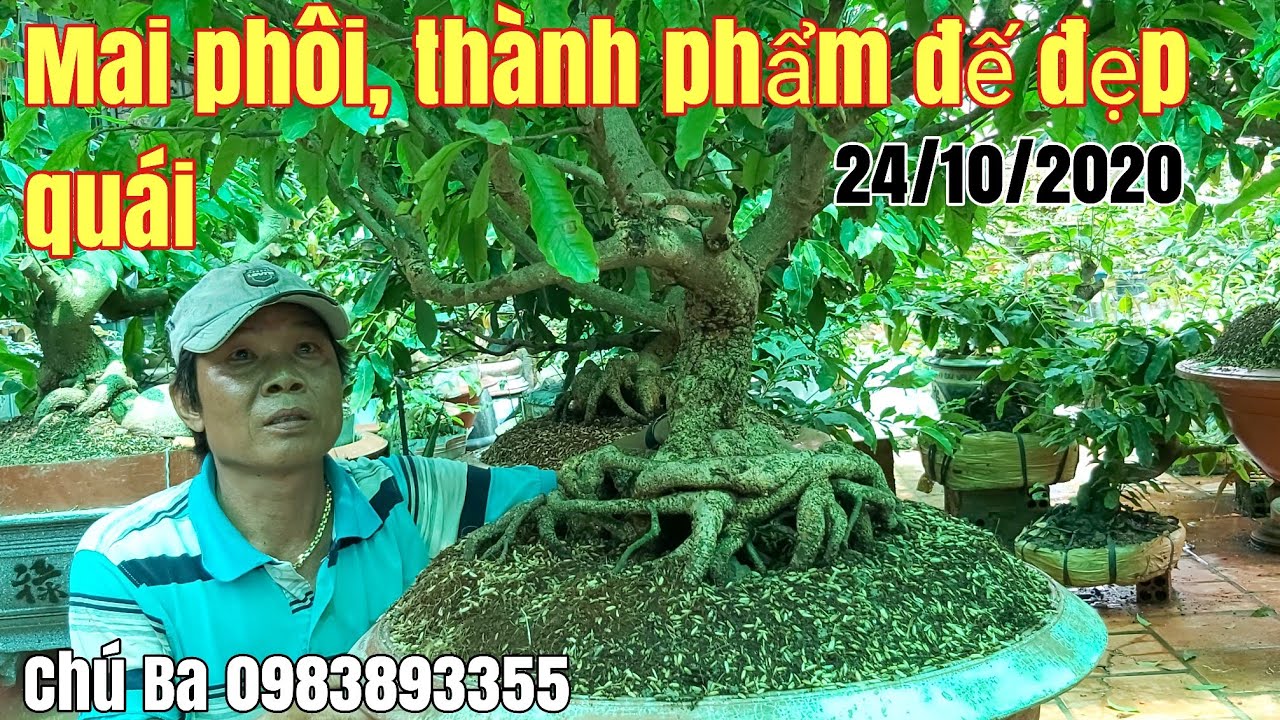 Lô Mai thành phẩm, phôi quái đẹp gặp chú Ba 0983893355 Châu Phú AG.