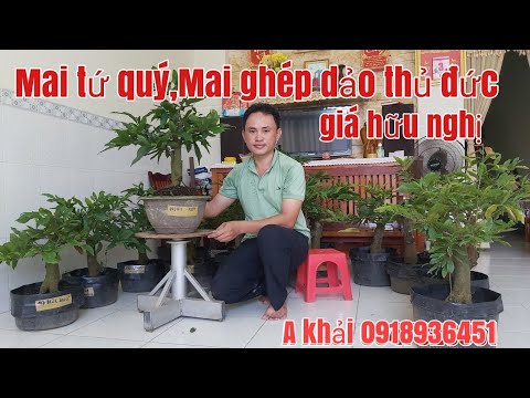 Lô Mai tứ quý và Bonsai ghép dảo thủ đức(5/10/2020) siêu đẹp giá rẻ gặp A khải 0918936451