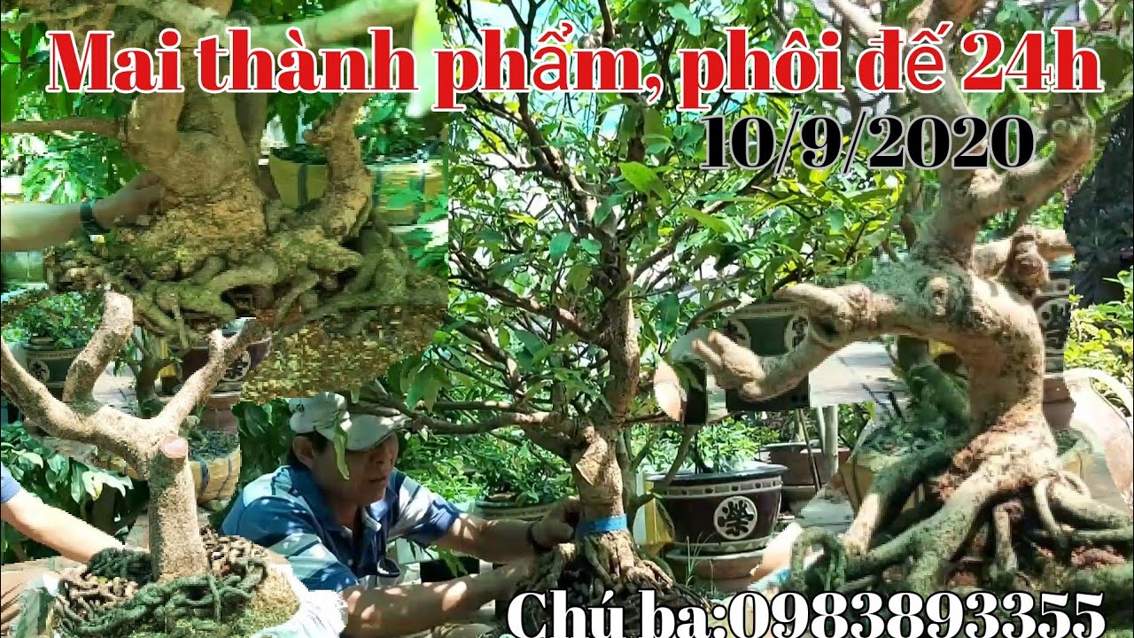 Lô Mai vàng đế đẹp dáng long gặp Chú ba:0983893355 Xã Bình Thủy Huyện Châu Phú AG