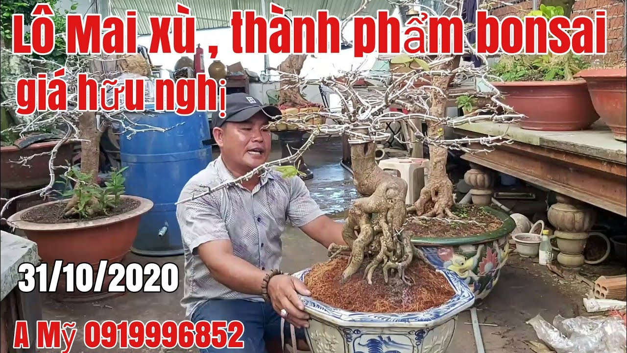 Lô Mai xù bonsai đẹp giá hữu nghị gặp A Mỹ 0919996852 huyện Phú Tân AG