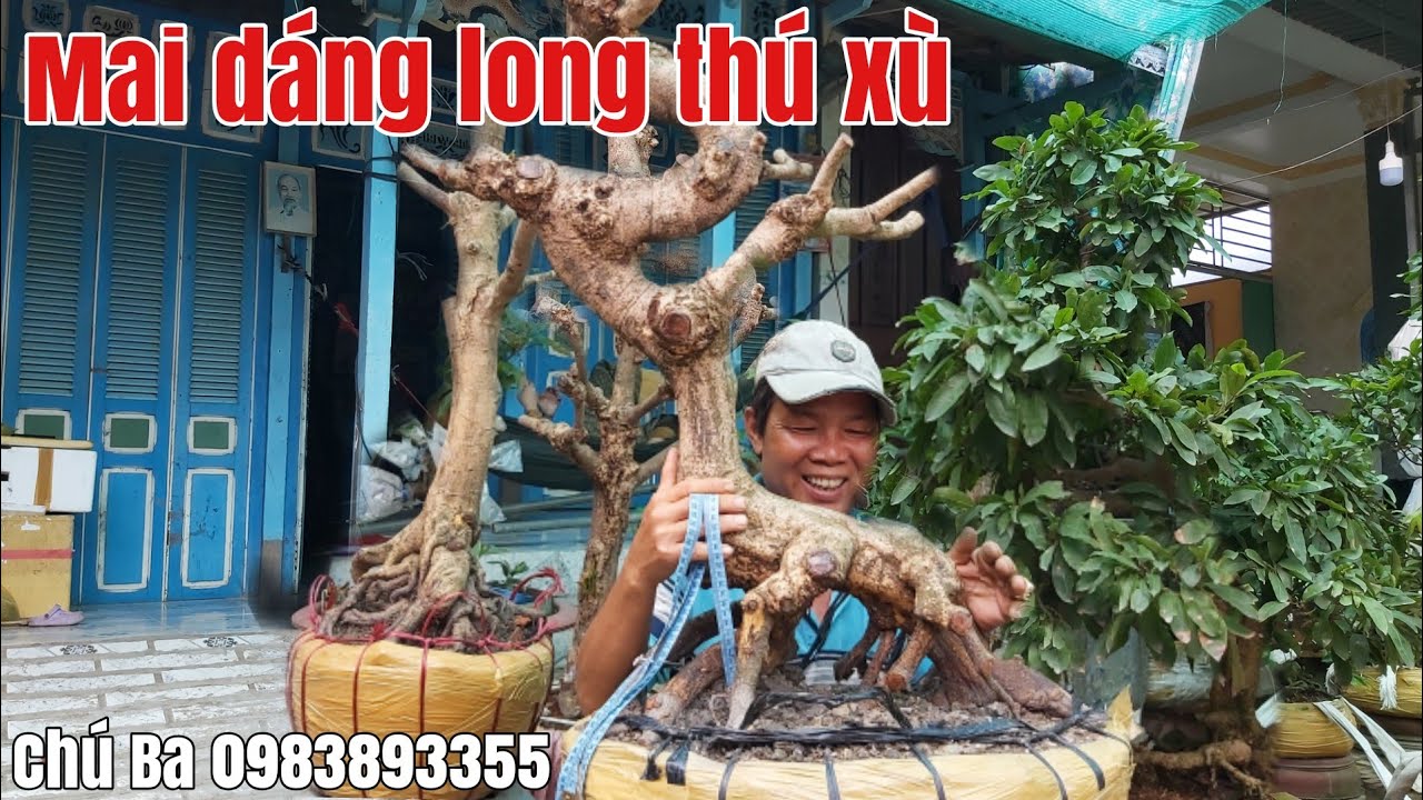 Lô Mai xù, dáng long giá hữu nghị gặp Chú Ba 0983893355