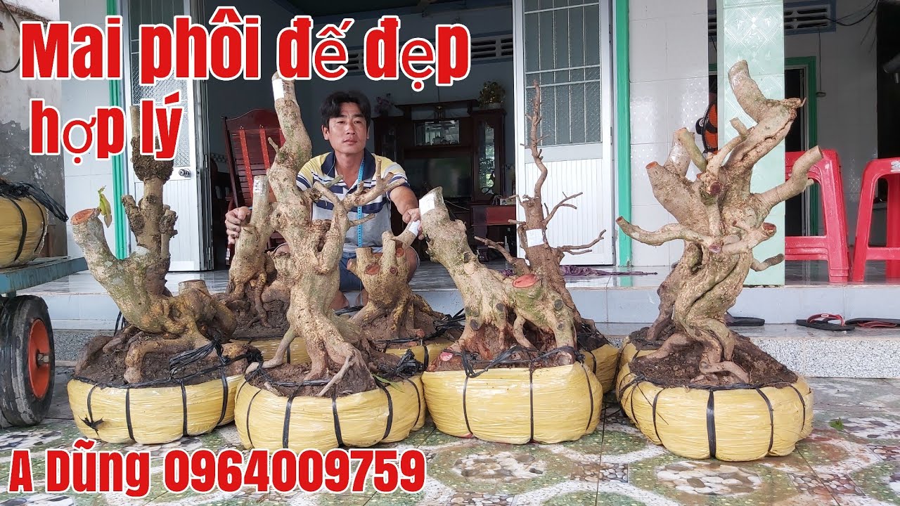 Lô Mai xù đế đẹp giá hữu nghị gặp gặp A Dũng 0964009759