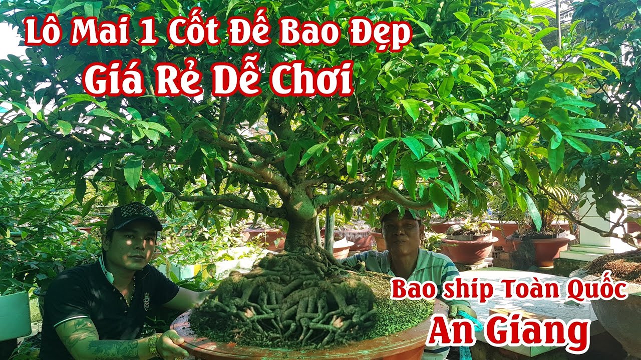 Lô mai DÁNG LONG đế bao đẹp của chú 3 An Giang 0983893355