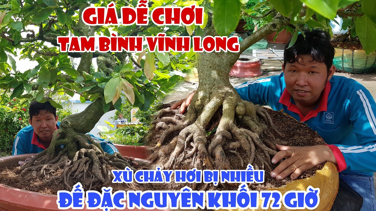 Lô mai XÙ CHẢY đế đặc 72 giờ 1 cốt của anh Thành Vĩnh Long