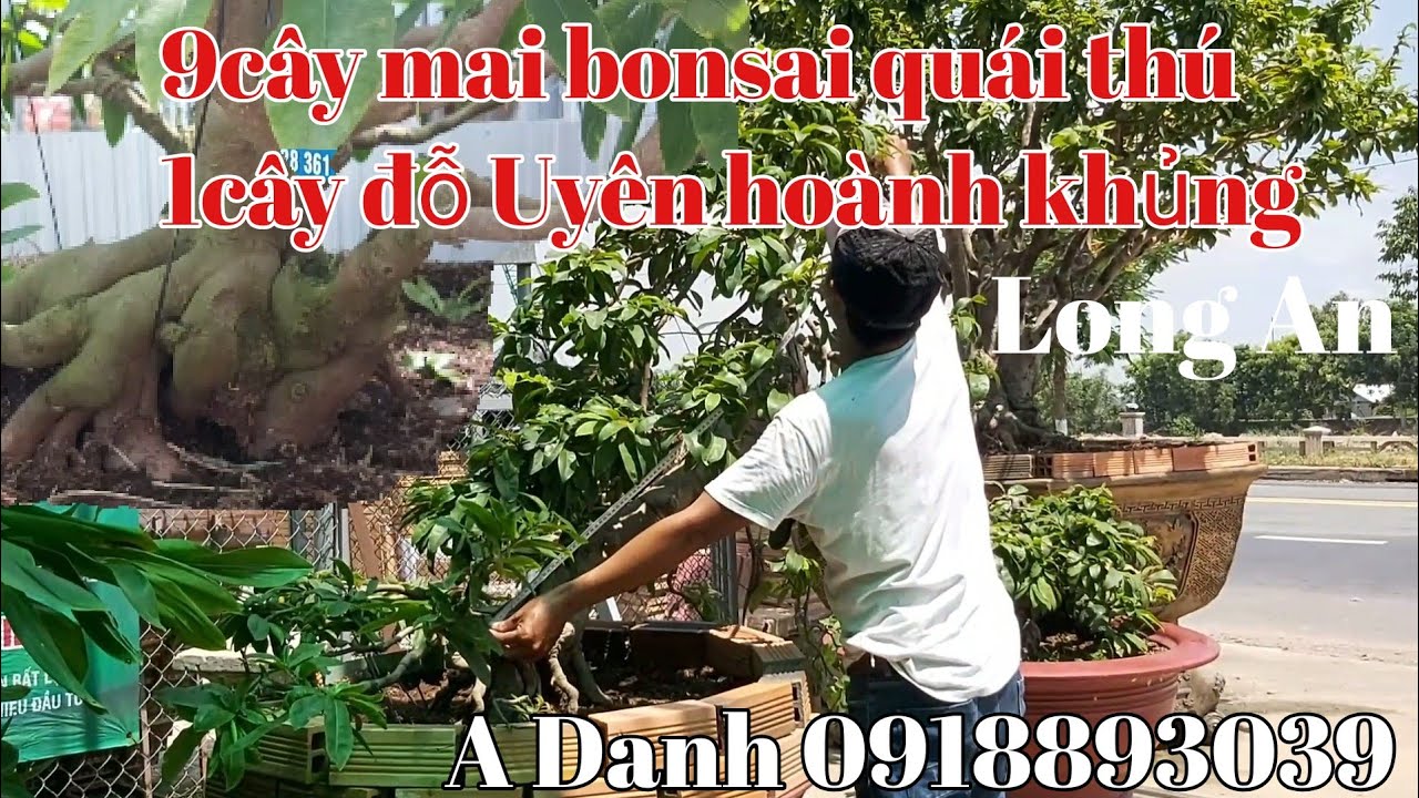 Lô mai bonsai quái thú thành phẩm đẹp tại Long An ngày 18/7.