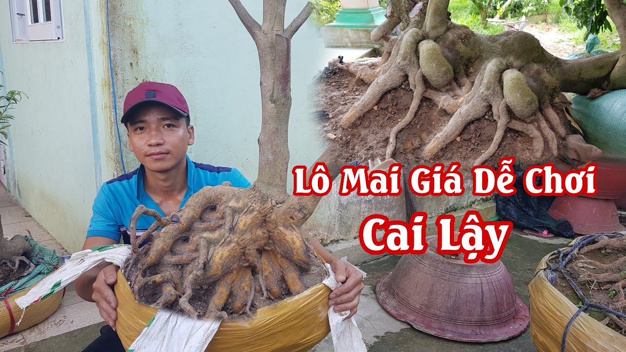 Lô mai giá mềm cho anh em mới chơi của anh Gấm Cai Lậy 0383846339